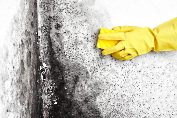 Mold Testing and Removal in Leith Hatfield, PA