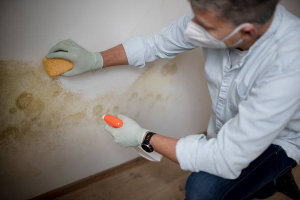 Best Mold Testing and Removal  in Leith Hatfield, PA