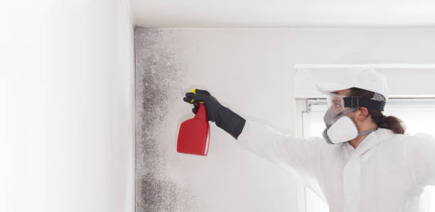 Attic Mold Removal in Leith Hatfield, PA