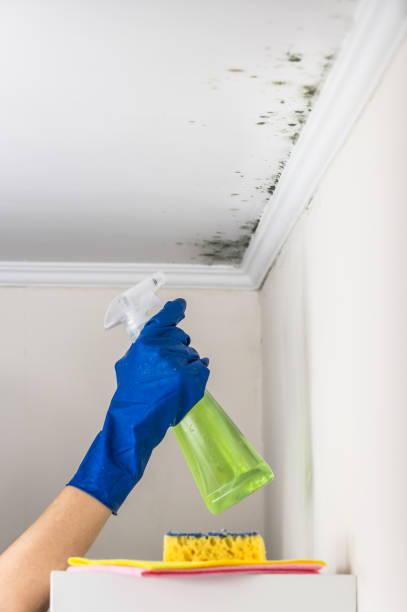 Best Certified Mold Removal  in Leith Hatfield, PA