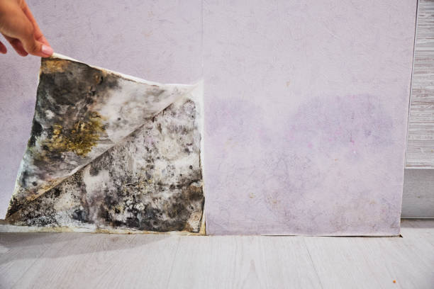 Best Best Mold Removal Companies  in Leith Hatfield, PA